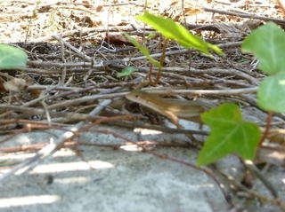 mini_P1040252.jpg