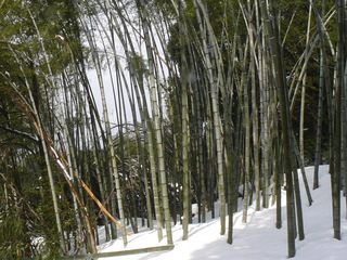 放置竹林峰山町内2.JPG