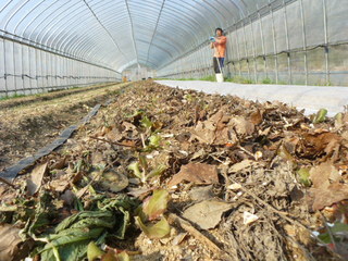 未来の食卓菜園1.JPG