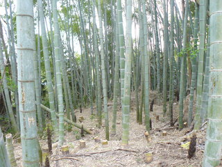 放置竹林峰山町内3.JPG